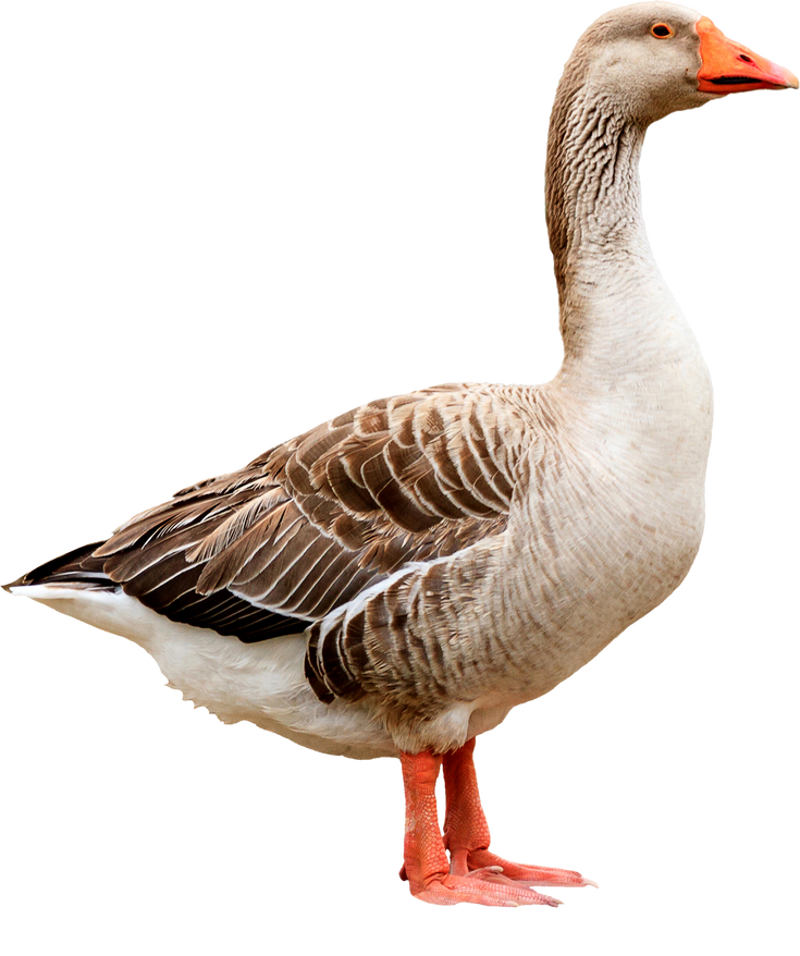 Closeup Shot of Big Grey Adult Goose, Isolated on White Background